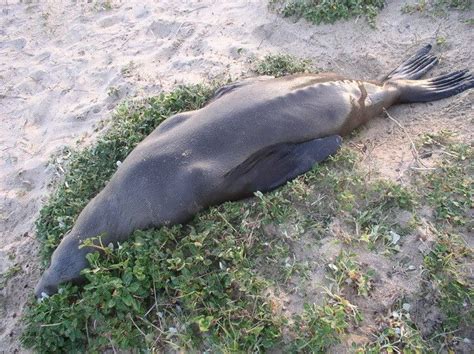 abdominal testes seal lion|Marine Mammal Anatomy & Pathology Library (MMAPL) .